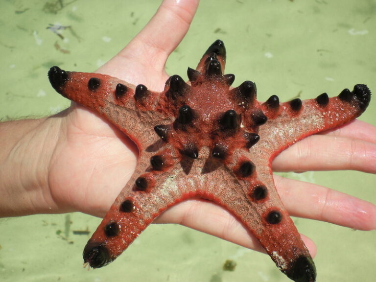 SANYO DIGITAL CAMERA